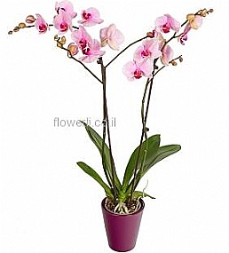 ���� ����