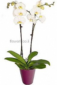 ���� ���