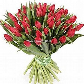 טוליפים פתח תקווה טוליפים פתח תקווה