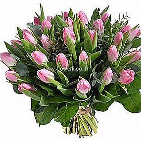 טוליפים ציבעונים רמת גן טוליפים ציבעונים רמת גן