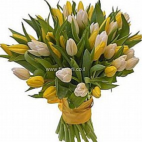 טוליפים גבעת שמואל טוליפים גבעת שמואל