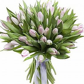 טוליפים ציבעונים בית חולים מעייני הישועה בני ברק טוליפים ציבעונים בית חולים מעייני הישועה בני ברק